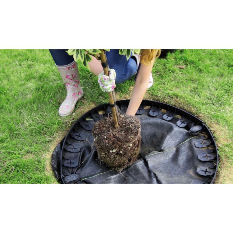 Border IBO645 aranz.jpg