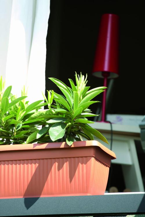 Doniczka balkonowa Terra DTT600