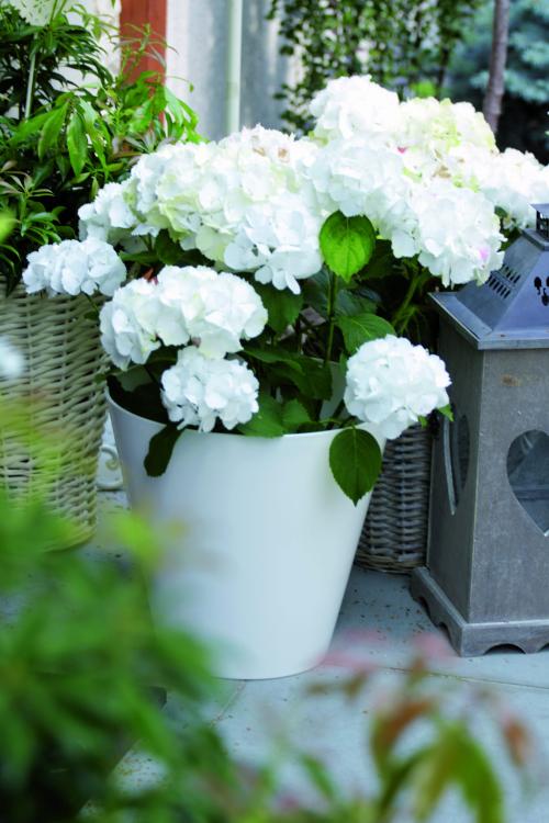 Doniczka klasyczna gładka Tubus DTUB250