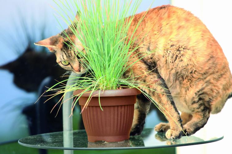 Doniczka klasyczna Terra DCE25