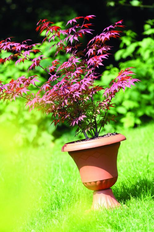 Gazon wysoki Atena GPW2 Terakota