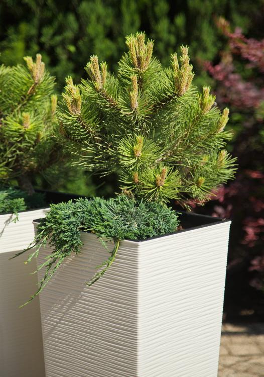 FINEZJA DŁUTO kremowy