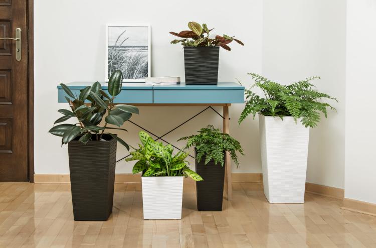 FINEZJA DŁUTO donice