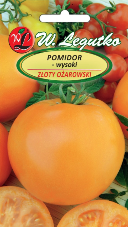 Pomidor gruntowy Złoty Ożarowski