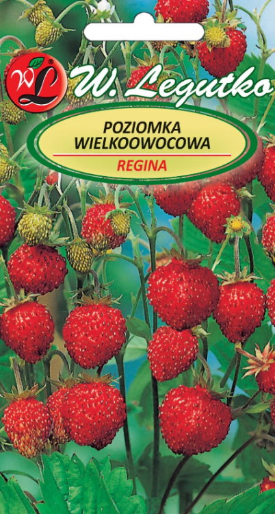 Poziomka wielkoowocowa Regina