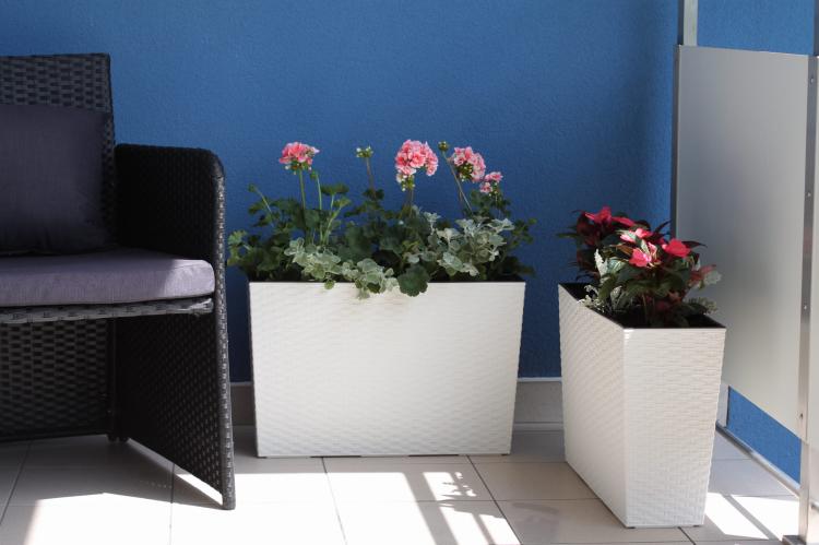 WERBENA RATTAN KREMOWY