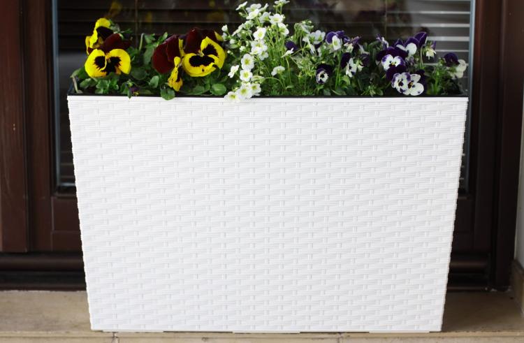 KWIETNIK WERBENA RATTAN KREMOWY