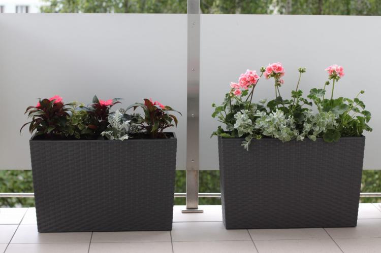 KWIETNIK WERBENA RATTAN  GRAFIT METALIK