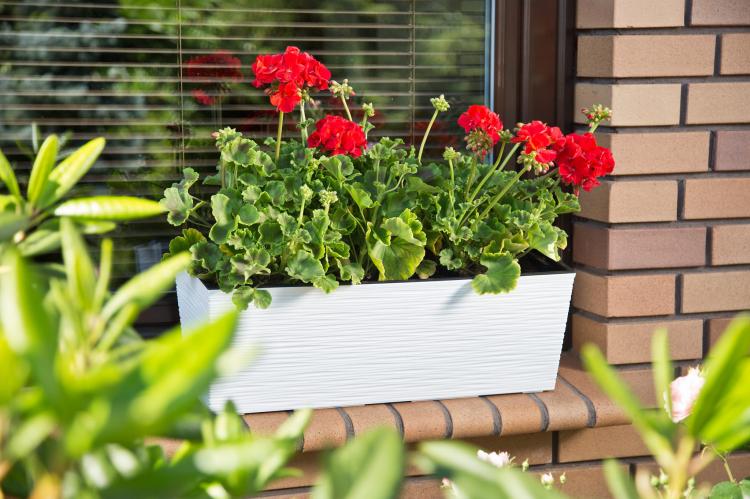 Doniczka balkonowa BEGONIA 190x560 dłuto biały