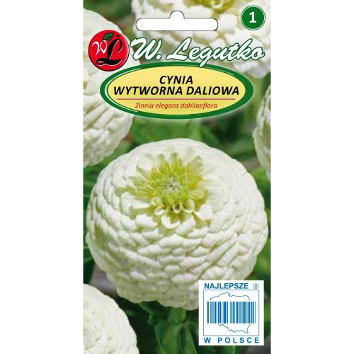 Cynia wytworna daliowa Polar Bear - biała