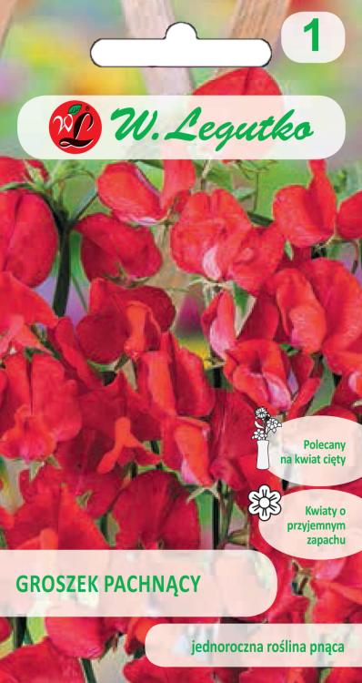 Groszek pachnacy czerwony