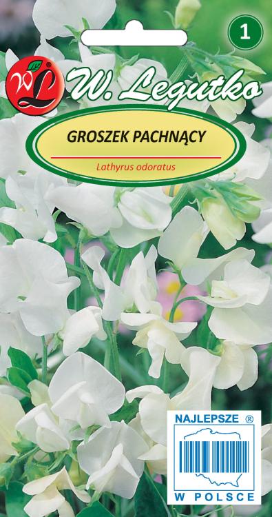 Groszek pachnący biały