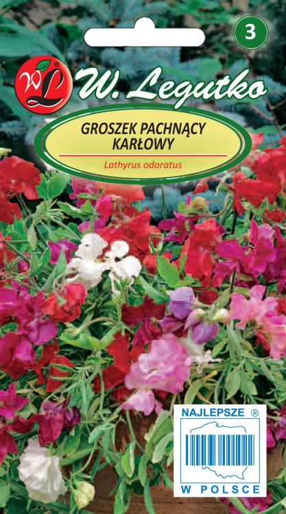 Groszek pachnący mieszanka karłowa
