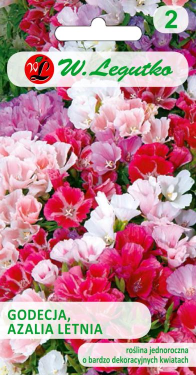 STR_Godecja,Azalia letnia mieszanka przód.jpg