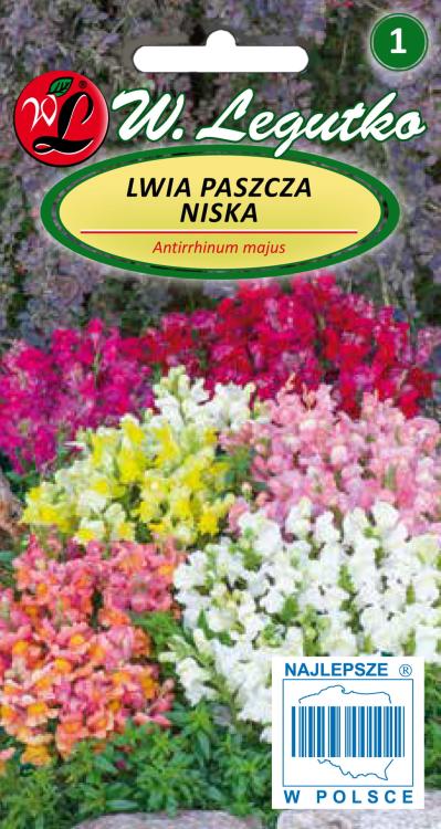 Lwia paszcza niska mieszanka