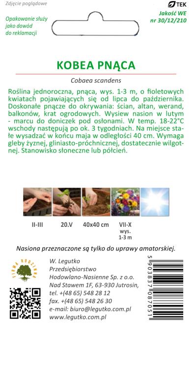 Kobea pnąca fioletowa, 6 nasion