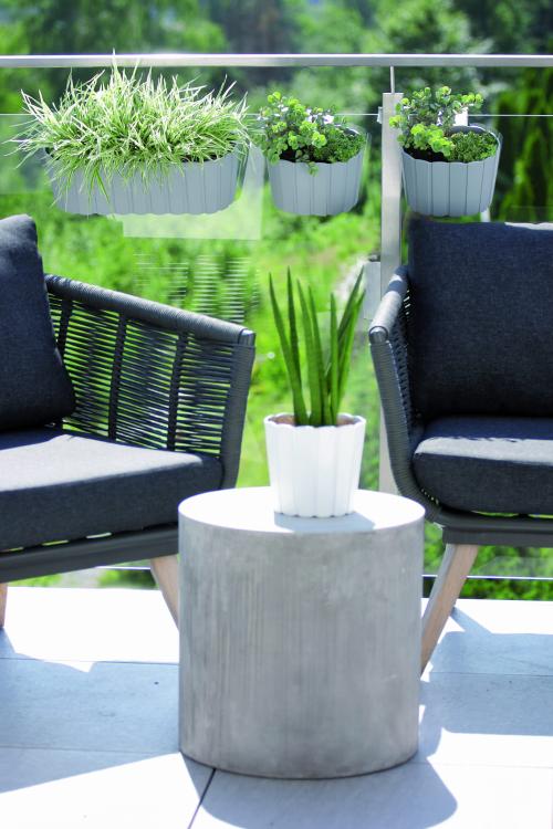 Boardee_DDEZ-DDECZ_aranz 01.jpg