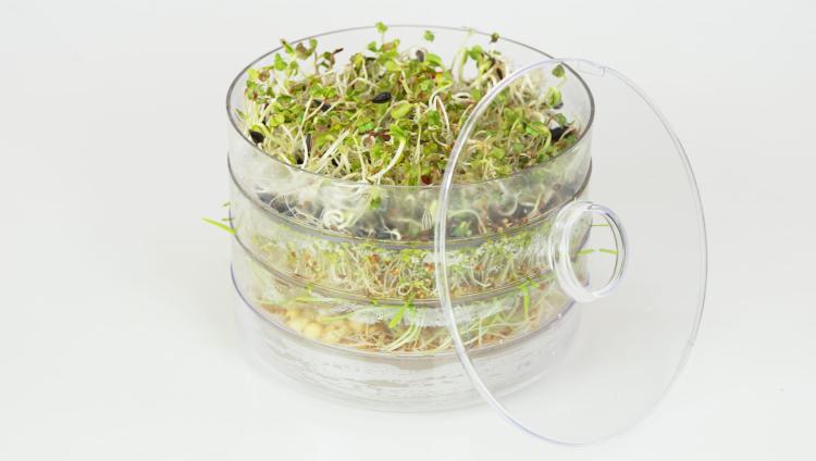 Kiełkownica Bio-natura w zestawie z nasionami 210g