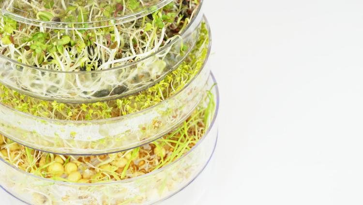 Kiełkownica Bio-natura w zestawie z nasionami 210g