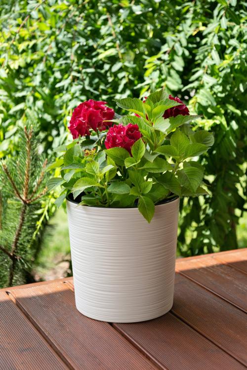 2019_07_17 Lamela03906.jpg