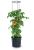 Doniczka do pomidorów, planter, Tomato Grower 300