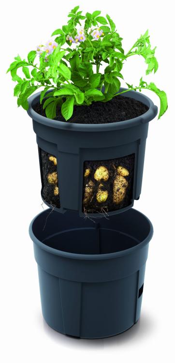 Potato_Grower_IZIE400_roslina.jpg