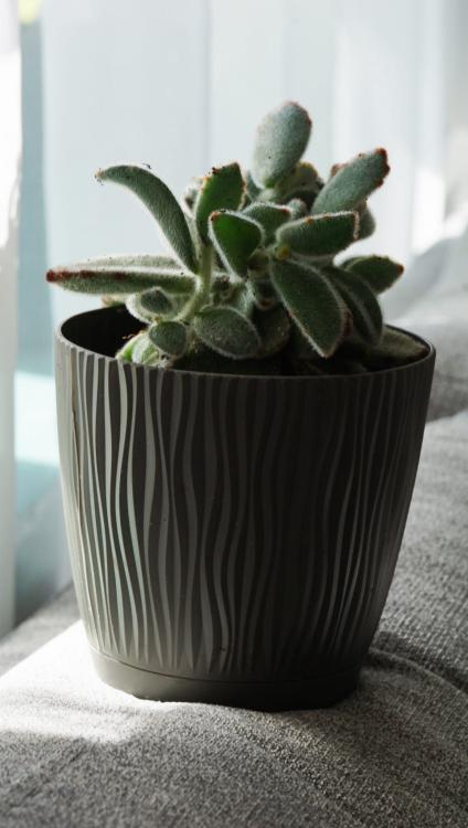 Doniczka Sandy DSY110P z podstawką