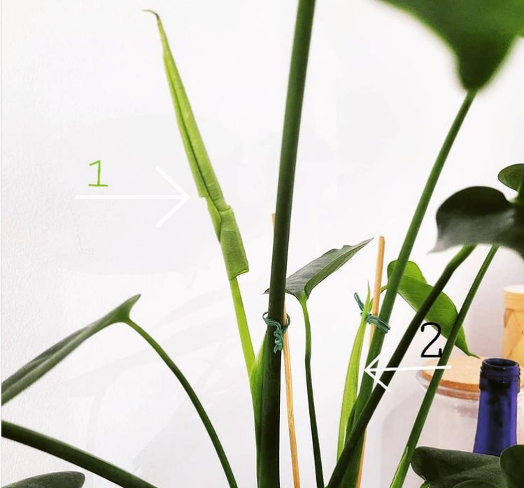 SPRAW BY SZYBCIEJ ROSŁY! Stymulator do roślin, PLANT Lover