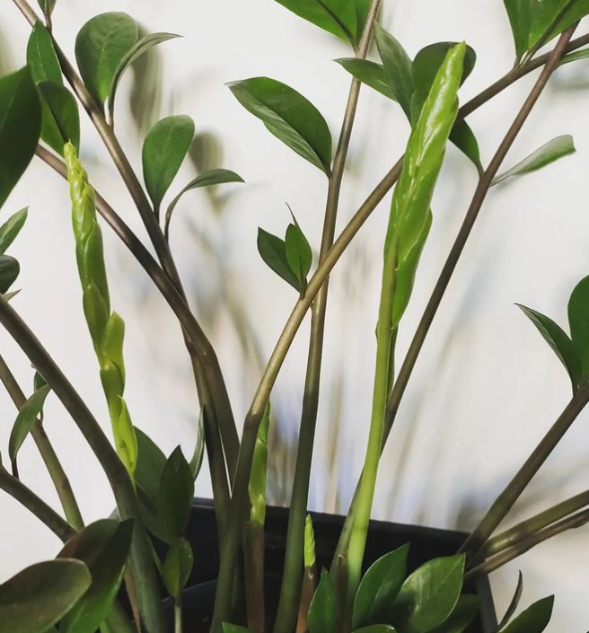 SPRAW BY SZYBCIEJ ROSŁY! Stymulator do roślin, PLANT Lover