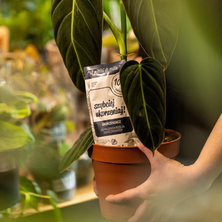 SZYBCIEJ UKORZENIAJ! Zestaw 3 szt. Ukorzeniacz młodych roślin, PLANT Lover