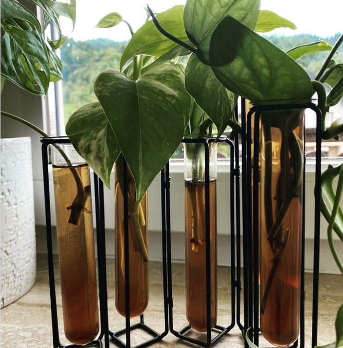 SZYBCIEJ UKORZENIAJ! Zestaw 3 szt. Ukorzeniacz młodych roślin, PLANT Lover