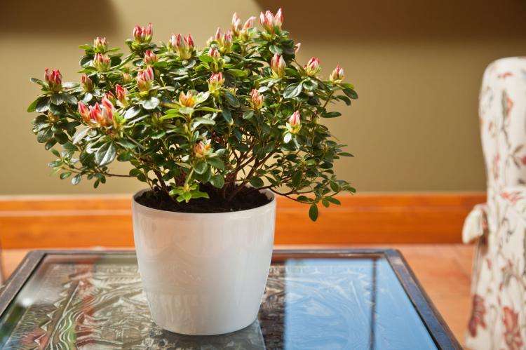 Doniczka okrągła MAGNOLIA 120  biała perła