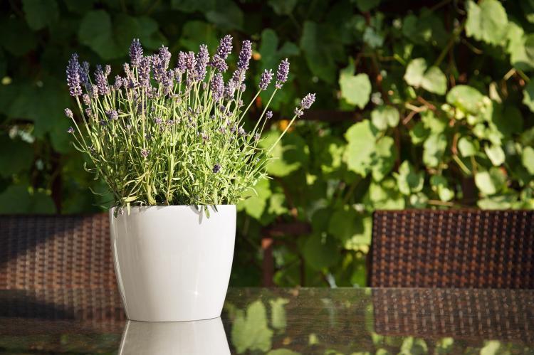 Magnolia kremowy nr 74.jpg