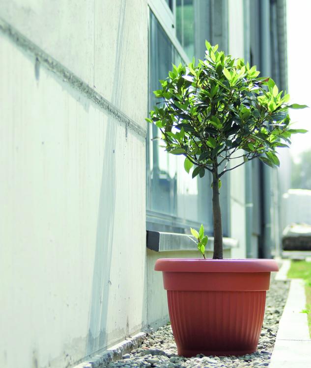 terra DCE - oliwka.jpg