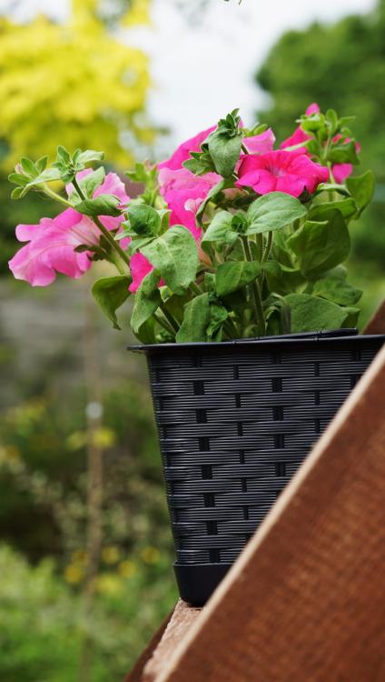 Doniczka balkonowa Ratolla z podstawką ISR800P antracyt