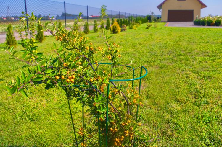 Podpora kwiatowa (1).jpg