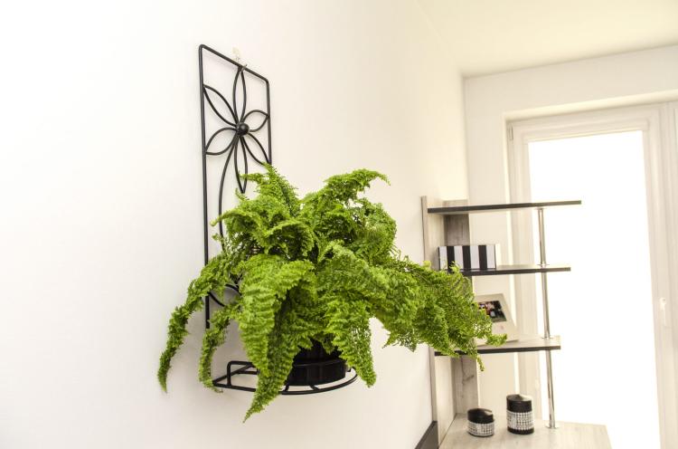 Kwietnik na ścianę Stokrotka, ELGarden