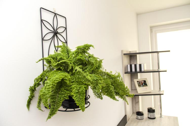 Kwietnik na ścianę Stokrotka, ELGarden