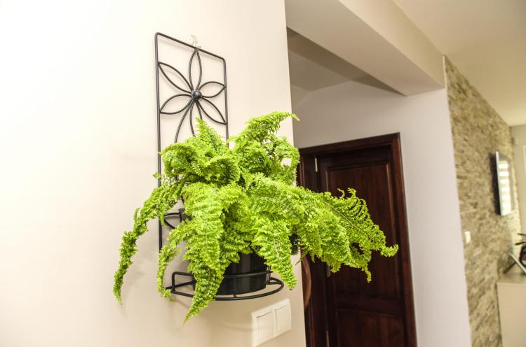 Kwietnik na ścianę Stokrotka, ELGarden