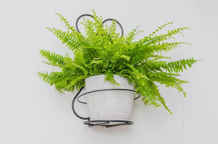 kwietnik-na-sciane-ornament-I-2046 (2).jpg