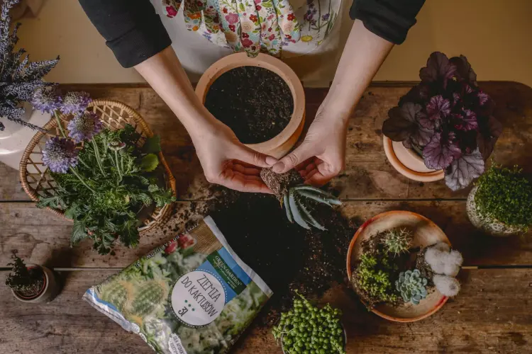 Ziemia do kaktusów i sukulentów GreenGarden 3l