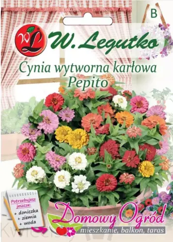 Domowy-ogrod-cynia-karlowa-przod.webp
