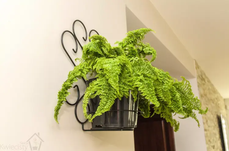 Kwietnik na ścianę  Ornament I, ELGarden