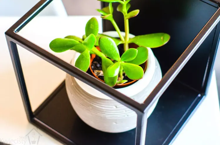 kwietnik-loft-na-sciane-kwadrat-metal-czarny-modulowy-cube-2434-3