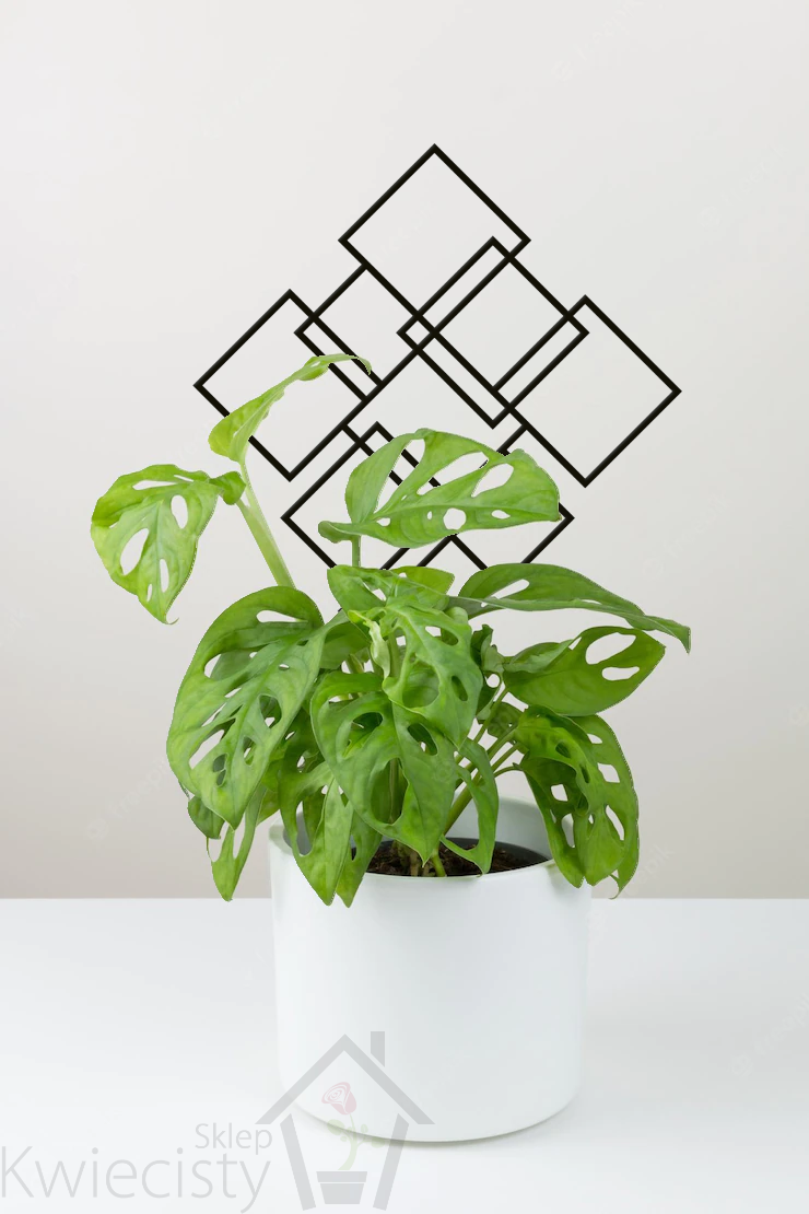 welche erde für monstera pflanze Hochwertiges Monstera Substrat kaufen