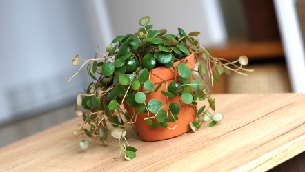 Doniczka z podstawką Glinka, Prosperplast, DGA13