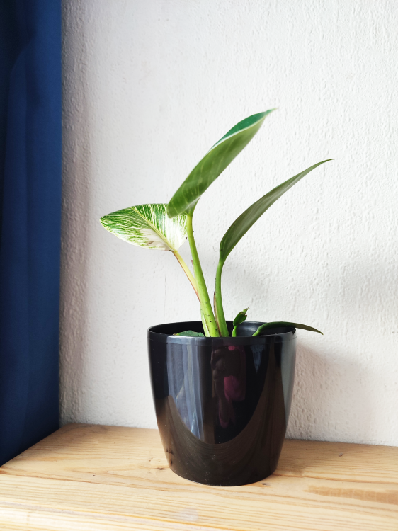 Doniczka okrągła MAGNOLIA 120 czarna