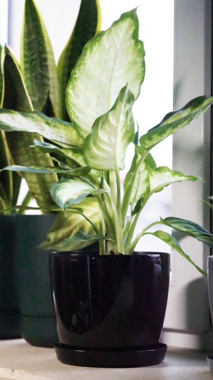 Doniczka z podstawką MAGNOLIA 300 duża