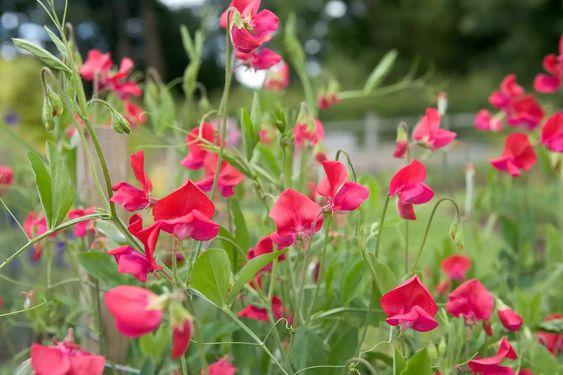 Groszek pachnący czerwony, nasiona 3g  (1).jpg