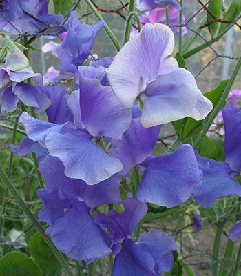 Groszek pachnący niebieski, nasiona 3g.jpg